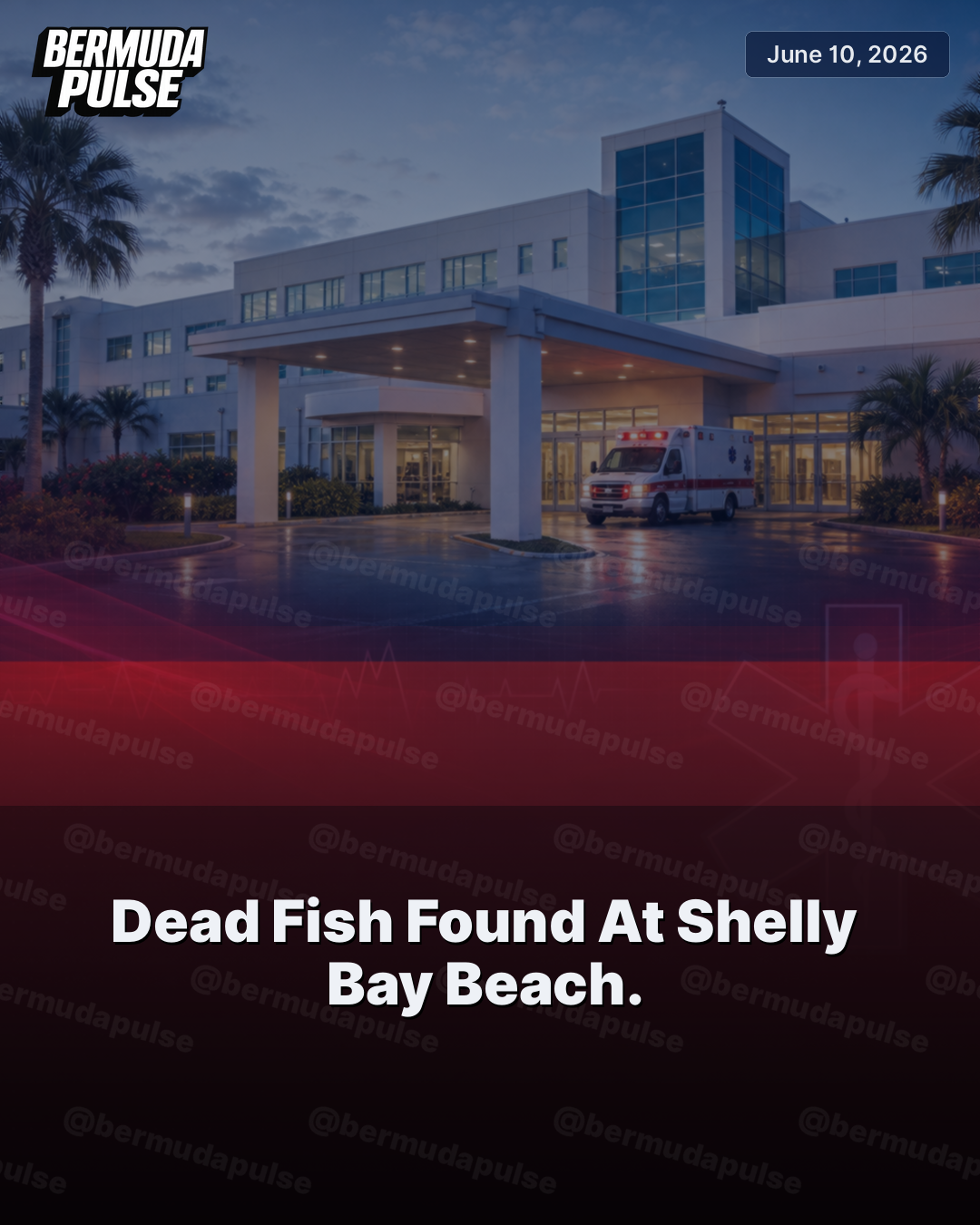 Dead Fish Found At Shelly Bay Beach.