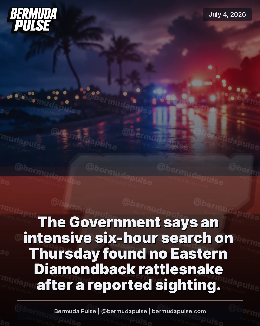 The Government says an intensive six-hour search on Thursday found no Eastern Diamondback rattlesnake after a reported sighting.